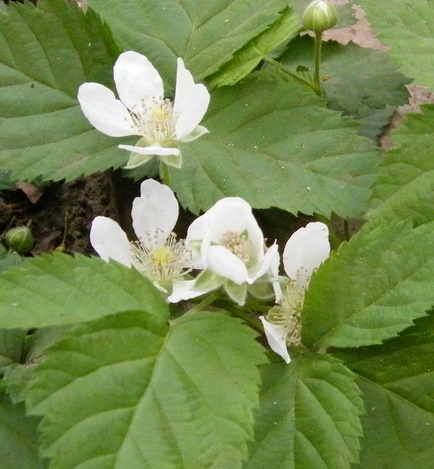 Brombeere Bl&uuml;te - Rubus fructicosus